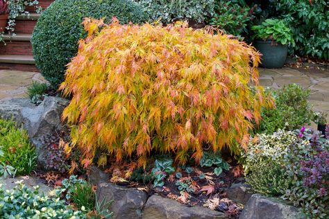 Acer palmatum dissectum 'Viridis' in autumn | Flickr - Photo Sharing! Acer Dissectum, Acer Garden, Acer Palmatum Dissectum, Japanese Tree, Japanese Maple Tree, Shade Perennials, Acer Palmatum, Japanese Gardens, Bonsai Garden