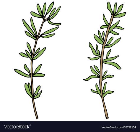 Thyme Drawing, Thyme Illustration, Berry Illustration, Herbalist Shop, Branch Drawing, Hand Drawing, Thyme, Adobe Illustrator, Plant Leaves