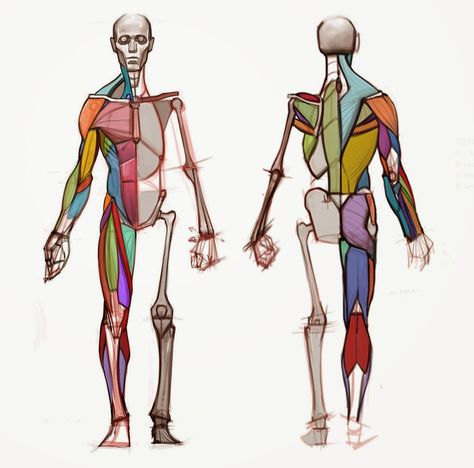 Here are the basic anatomical shapes, or pattern map, that I teach to students starting out. I always prefer to emphasize pattern and desi... Human Anatomy Reference, Anatomy Tutorial, Human Anatomy Drawing, Muscle Anatomy, Human Anatomy Art, Anatomy Sketches, Anatomy For Artists, Body Reference Drawing, Body Anatomy