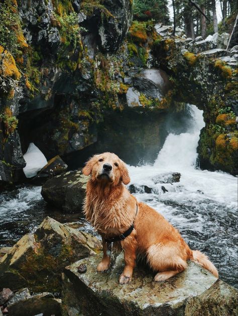 Golden Retriever Hiking, Dog In Nature, Walle Y Eva, Rock Arch, Dog Nature, Beautiful Snow, I Like Dogs, Cute Dog Photos, Hiking Dogs