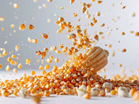 Photography of CORN falling from the sky, hyperpop colour scheme. glossy, white background Fresh corn cobs and seeds on stock images Corn Photography, Corn Garden, Corn Grain, Falling Skies, Falling From The Sky, Corn On Cob, Grain Texture, Fresh Corn, Colour Scheme