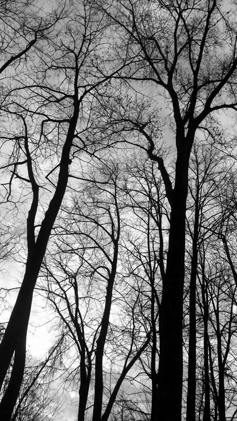 Draingang Wallpaper, Dark Tree Aesthetic, Black And White Tree Wallpaper, Tree Wallpaper Black And White, Draingang Aesthetic, Black Metal Aesthetic Forest, Black And White Forest Aesthetic, Tree Branches, Botanical Art