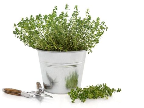 Pruning Thyme: How To Trim Thyme Diy Planters Pots, Growing Thyme, Vegtable Garden, Thyme Herb, Thyme Plant, Herbal Plants, Hydroponic Gardening, Diy Planters, Leafy Greens