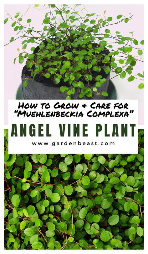 Angel Vine Topiary, Angel Fern Plant, Angel Tears Plant, Angel Vine Plant Care, Creeping Wire Vine, Angel Vine Plant, Angel Plant Houseplant, Wire Vine Plant, Maidenhair Vine