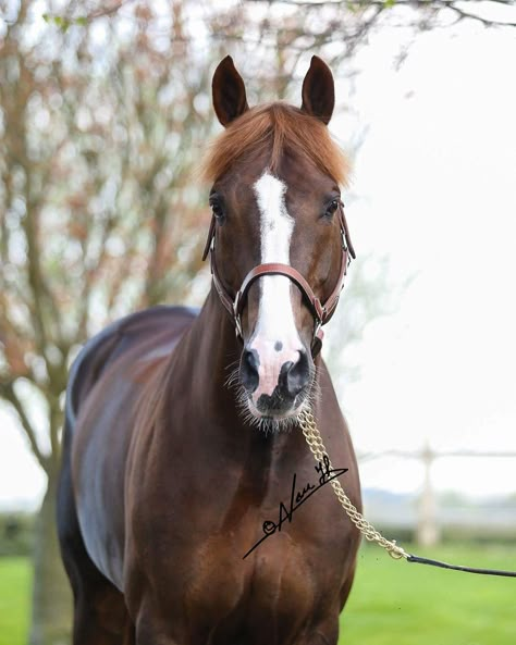 Dark Chestnut Horse, Kathiyawadi Horse, Marwari Horses, Equestrian Aesthetic, Chestnut Horse, Sport Horse, Show Jumping, Horse Coloring, Horse Photography