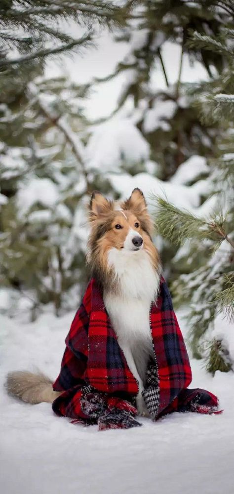 Dog Photography Winter, Christmas Dog Photography, Dog Day Afternoon, Sheltie Dogs, Dog Christmas Card, Dog Photoshoot, Dog Photograph, Snow Dogs, Must Love Dogs