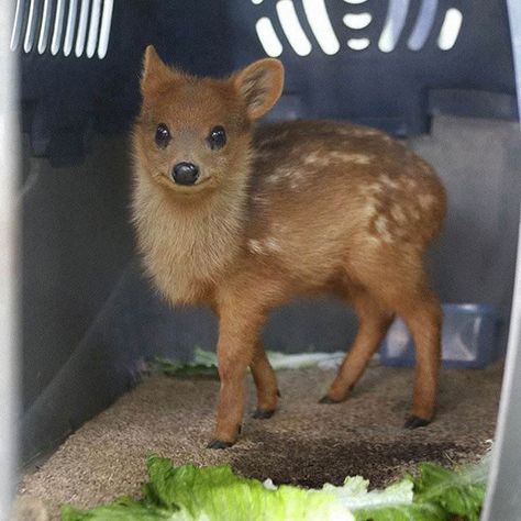 Animal Life on Twitter: "Baby Pudu Deer. The smallest deer species!… " Pet Deer, Worlds Smallest, Deer Species, Funny Deer, Small Deer, They Live, Cuteness Overload, Animals Friends, Funny Cute