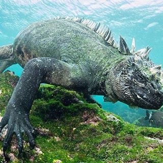 Curious fact: The Marine Iguanas of the Galapagos Islands are the only seafaring lizards on the planet. . Congratulations @simonjpierce for this amazing shot of a marine iguana and thanks for sharing it with us! Please check his gallery and show him some love! . Follow us on Facebook (Link in Bio!) and tag your pictures with #thebarefootwalker for a possible feature here! . #marineiguana #beautiful #iguana #lizard #galapagos #scubadiving #conservation #diving #scuba #naturelovers #ilovediving #i Marine Iguana, Cute Reptiles, Underwater Creatures, Galapagos Islands, Edgy Hair, Crocodiles, Reptiles And Amphibians, Marine Animals, Amazing Animals