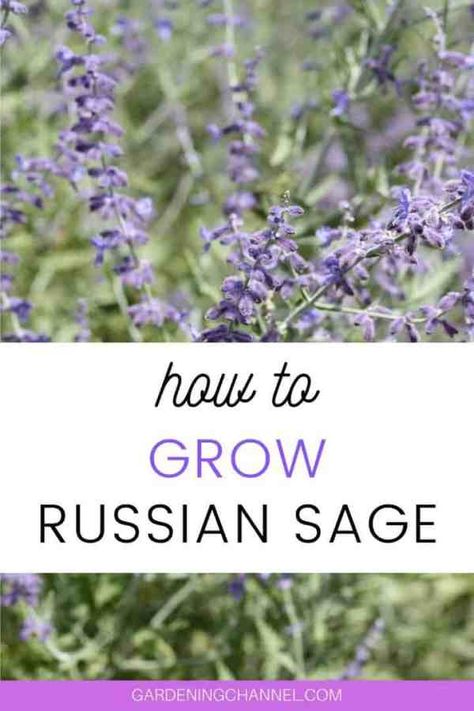 Garden Shrubs Evergreen, Drought Tolerant Shrubs, Russian Sage, Sage Garden, Sage Plant, Gardening Landscaping, Backyard Garden Landscape, Dry Garden, Garden Shrubs