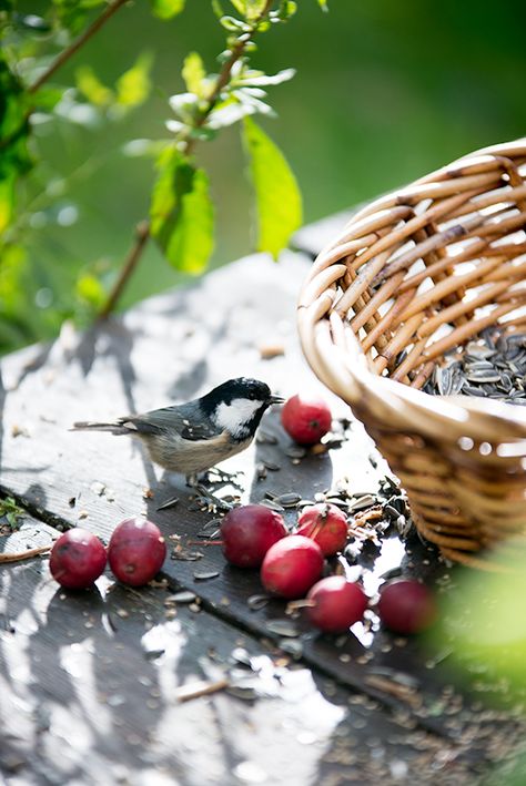 Steep hills and green slopes: Pipsa mine Bird Feeding, Pin Cushion, Pretty Birds, Little Birds, Wild Birds, Simple Pleasures, Bird Watching, Country Life, Love Birds