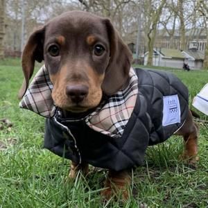 Padded Waterproof Dachshund Dog Coat/Jacket – Bella and Watson Ltd Dachshund Outfits, Miniature Dachshund Puppy, Puppy Room, Dachshund Clothes, Waterproof Dog Coats, Puppy Coats, Weiner Dogs, Dog Room, Dachshund Puppy Miniature