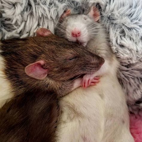 @rats.ins.gram posted on their Instagram profile: “life is better with a cuddlebuddy * * 📷 Via : @2rescuerats #rats #ratstagram #ratslove #ratsagram…” Rat Ideas, Adorable Rats, Rat Art, Dumbo Rat, Baby Rats, Rat Look, Hamster Care, Pet Rat, Cute Rats