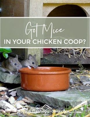 Mouse Proof Chicken Feeder, Natural Chicken Coop, Homesteading Chickens, Bird Feeder Station, Chicken Feeder Diy, Urban Chicken Farming, Chicken Coop Pallets, Rodent Repellent, Backyard Chicken Coop Plans