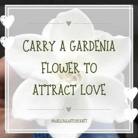 Gardenia Magickal Tip #topicoftheday #todaysposts #gardenia #gardeniamagick #gardeniamagickalproperties #magick #witchcraft #magickaltips #magickalproperties #flowermagick #themagickofflowers Language Of Flowers, Love Spells, Beautiful Flowers, Quick Saves