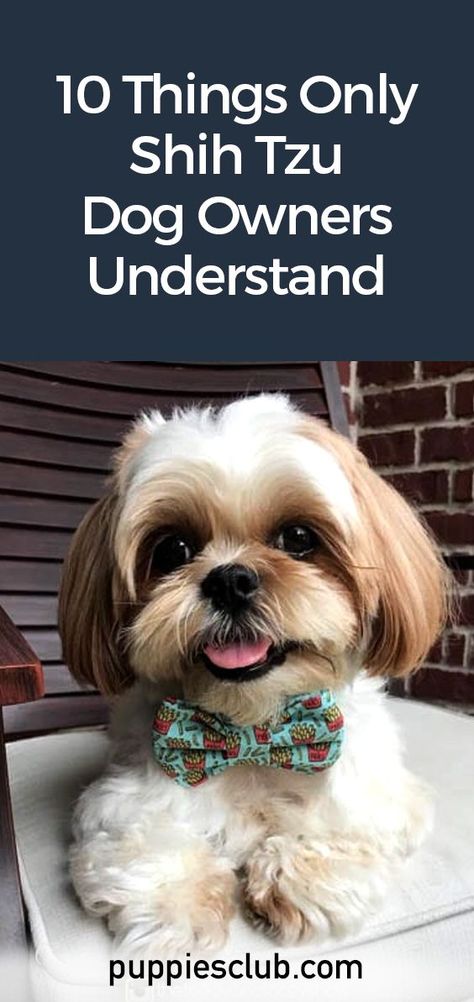 10 Things Only Shih Tzu Dog Owners Understand Shih Tzu Haircuts Grooming, Shitzu Dogs Haircuts, Dog Grooming Shih Tzu, Shih Tzu Puppy Cut, Dog Grooming Diy, Teacup Shih Tzu, Imperial Shih Tzu, Puppy Haircut, Shih Tzu Haircuts