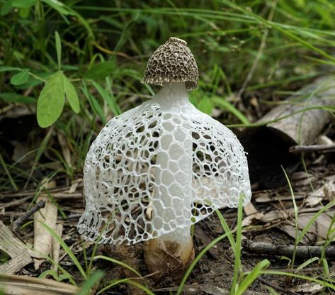 Lady Mushroom, Veiled Lady, Mushroom Pictures, Types Of Insects, Slime Mould, Plant Fungus, Mushroom Fungi, Time Lapse Video, Nature Plants