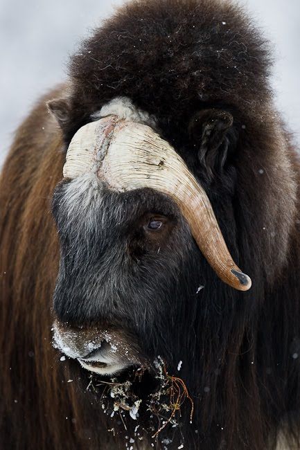 Regard Animal, Musk Ox, Wild Kingdom, Mule Deer, Cuddly Animals, Manx, Animals Of The World, Animal Planet, An Animal