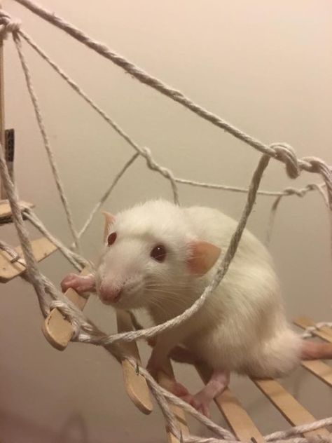 This would be a super cute idea for a rat bridge or ramp. --- although I personally don't like the use of staples... Diy Rat Toys, Pet Rat Cages, Rattus Rattus, Rat Cage Accessories, Dumbo Rat, Rope Bridge, Rat Toys, Rat Cage, Fancy Rat