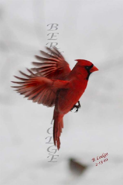 Flying Cardinal Tattoo Red Bird Tattoo, Red Cardinal Tattoos, Small Cardinal Tattoo, Cardinal Birds Art, Memorial Tattoo Designs, Red Bird Tattoos, Cardinal Tattoo, Cardinal Tattoos, Flying Tattoo