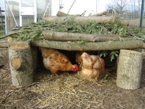 Chicken Diapers, Chickens In The Winter, Chicken Coop Run, Chicken Life, Chicken Garden, Keeping Chickens, Building A Chicken Coop, Chicken Coop Plans, Backyard Chicken Coops