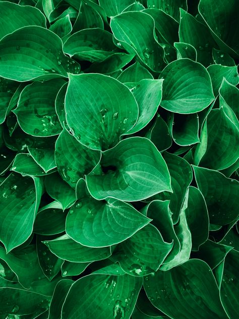 https://unsplash.com/photos/a-close-up-of-a-bunch-of-green-leaves-UcClhiqJh54?utm_source=unsplash&utm_campaign=unsplash-ios&utm_medium=referral&utm_content=view-photo-on-unsplash Plants Close Up, Plant Foliage, View Photo, Green Plants, View Photos, Green Leaves, Close Up, Ios, Paintings