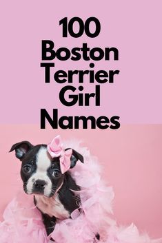 If you are reading this chances are you are either contemplating on buying or have bought a Boston Terrier. You made a great decision. Boston's are loving animals. One of the most important things you can do for your new Boston is to give them their name for life. Need some name ideas for your female Boston Terrier? Here are 100 name ideas for your new Boston Baby. My favorite name on the list is Bella, I might be biased. #bostonterrier #bostonbaby #bostonterriersociety Boston Terrier Cake, Best Female Dog Names, Boston Terrier Clothes, Boston Terrier Painting, Cabbage Benefits, Red Boston Terriers, Baby Boston Terriers, Boston Terrier Names, Girl Dog Names