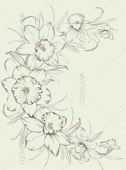 Daphodil Drawing, Narssicus Flower, Daffodil Drawing, Transparent Art, Botanical Flowers Print, Narcissus Flower, Flower Drawing Tutorials, Birth Flower Tattoos, Flower Outline