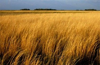 Savanna grasses produce their own food and herbivores and omnivores eat them for energy. The are at the bottom of the food chain, and, like the name suggests, can be found everywhere in the savanna ecosystem. Example of Predators: Elephants, zebras, impalas, wildebeests Savanna Biome, Savanna Grassland, Desert Ecosystem, Winter Deserts, Marine Ecosystem, Wildlife Habitat, Human Interaction, Earth Science, Grasses