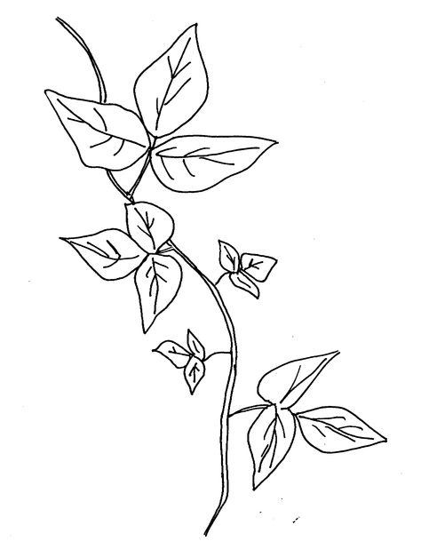 Poison ivy Poison Ivy Vine Drawing, Posion Ivy Plant, Poison Ivy Plant, Poison Ivy Costume Diy, Poison Ivy Vine, Ivy Draw, Poison Ivy Tattoo, Plant Coloring Pages, Poison Ivy Leaves