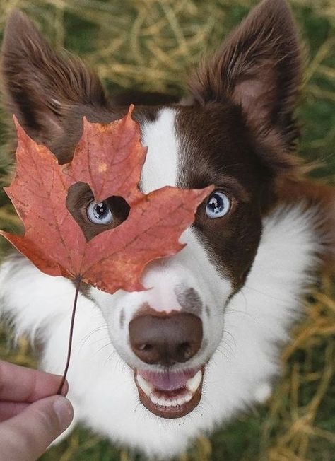 Fall Dog Photos, Dog Photoshoot Pet Photography, Dog Photography Poses, Happy First Day Of Fall, Animal Photoshoot, Photo Halloween, Quotes Celebrities, Photos With Dog, First Day Of Fall