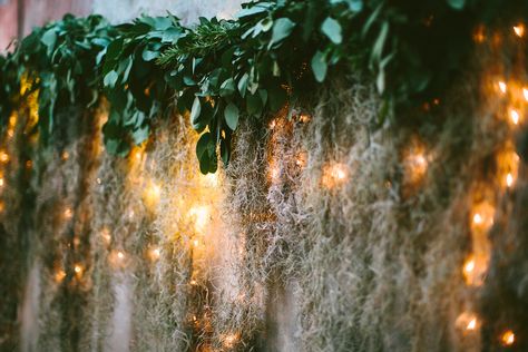 Spanish Moss Wedding Arch, Spanish Moss Table Decor, Spanish Moss Wedding Decor, Spanish Moss Decor, Moss Backdrop, Spanish Moss Wedding, Eucalyptus Backdrop, Beaufort Wedding, Bayou Wedding