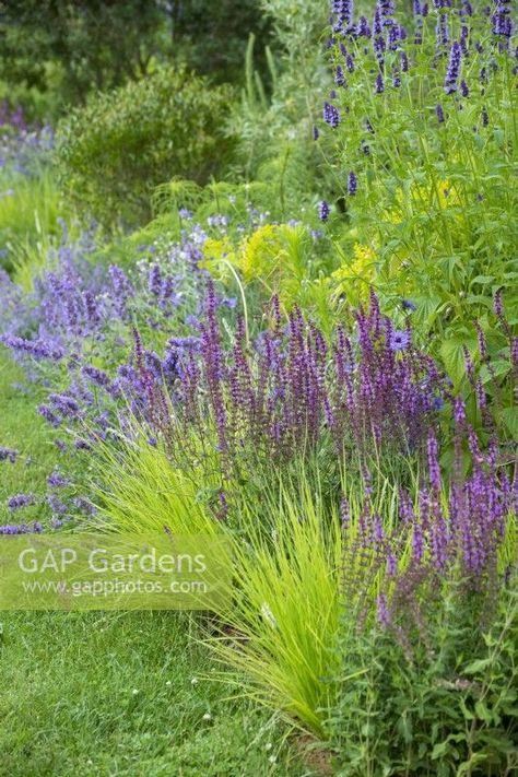 Salvia 'Amethyst' with Seslaria autumnlais in the Iconic Horticultural Hero Garden by Tom Stuart-Smith - RHS Hampton Court Palace Festival 2021 Salvia Amethyst, Tom Stuart Smith, Hampton Court Palace, Plant Photography, Plant Combinations, Garden Plants, Garden Ideas, The Hamptons, Palace