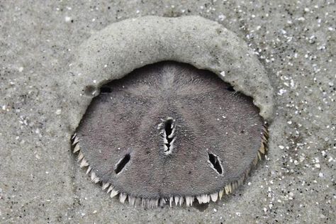 How To Preserve Sand Dollars, How To Display Sand Dollars, Seashells Projects, Cleaning Shells, Clean Seashells, Shell Magic, Cleaning Sea Shells, Sand Dollar Craft, Marine Invertebrates