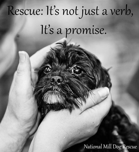 Rescue, It's Not Just A Verb, It's A Promise Rescue Quotes, Adopt Dont Shop, Animal Advocacy, Rescue Dogs, Animal Quotes, Dog Quotes, Animal Shelter, Dog Life, I Love Dogs