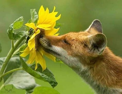 Sunflower Cottage, Fox Pictures, Pet Fox, Wildlife Photos, Cute Fox, Animal Companions, Cute Animal Pictures, Woodland Creatures, Red Fox