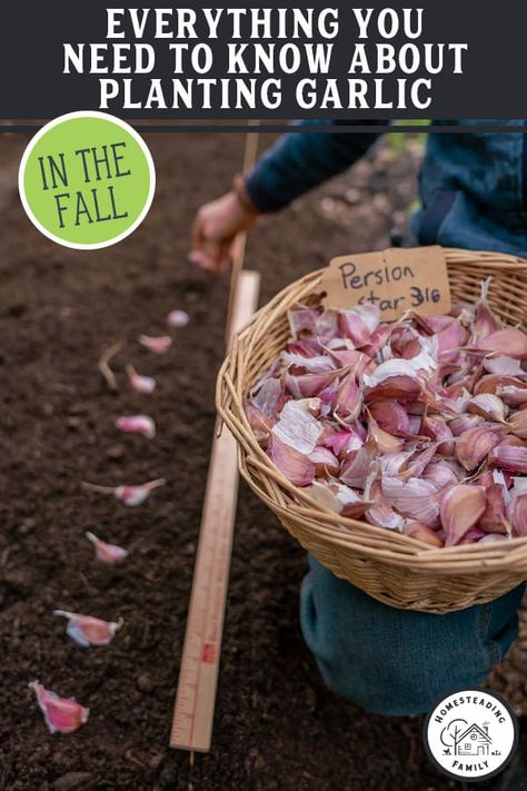 Planting Garlic In Fall, When To Plant Garlic, Clove Plant, Garlic Planting, How To Plant Garlic, Homesteading Family, Plant Garlic, Hardneck Garlic, Planting Garlic