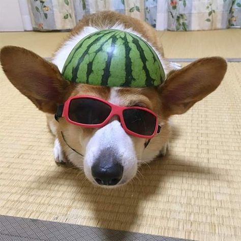 Dog Watermelon, Dog Helmet, Watermelon Dog, Fluffy Dog Breeds, Corgi Funny, Group Of Dogs, Adorable Dogs, Fluffy Dogs, Dog Wear