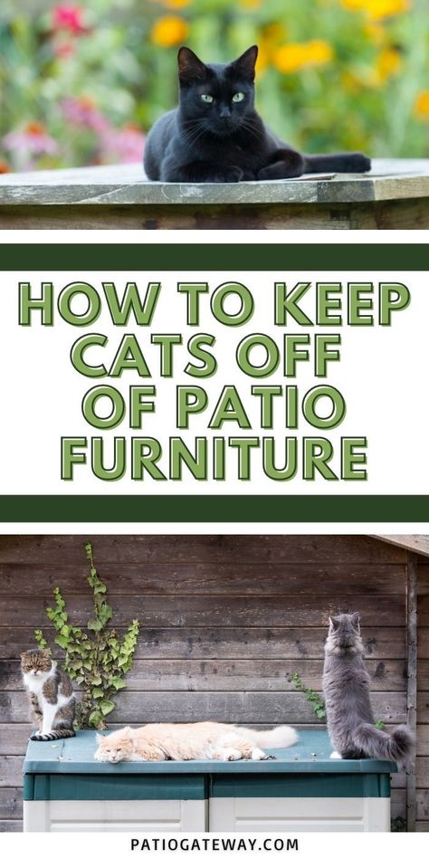 How to Keep Cats Off of Patio Furniture | Keep Cats Away From Deck | Cat Repellents for Yards | Get Cats Out of Your Yard #cats #backyard pests #cattraining #outdoorcats Get Rid Of Cats In Yard, Keeping Cats Out Of Yard, How To Keep Cats Off Outdoor Furniture, How To Keep Cats Out Of Yard, Diy Cat House Outdoor, Cat Deterrent Outdoor, Keep Cats Off Furniture, Cat Repellant Outdoor, Diy Cat House