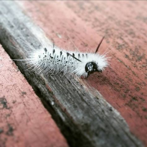 The cutest fluffiest caterpillar I ever did see. Tussock Moth, Fuzzy Caterpillar, Moth Caterpillar, Bugs And Insects, Kitten Cat, Photo Reference, Zebras, Cat Day, Caterpillar