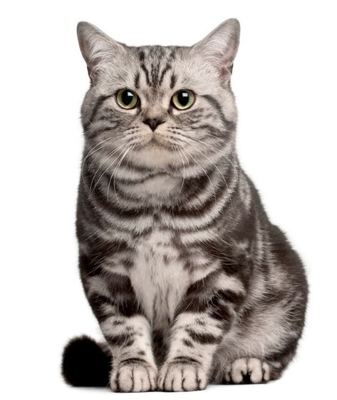 Cutest Cat Breeds, Gato Ragdoll, Most Popular Cat Breeds, Purebred Cats, American Shorthair Cat, Most Beautiful Cat, World Cat, Shorthair Cat, Exotic Shorthair