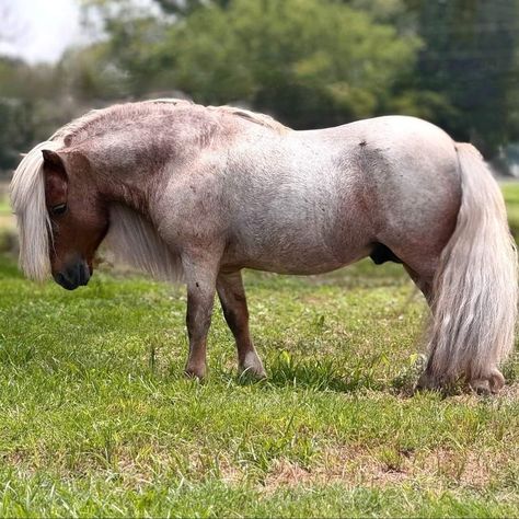 Mini Ponies Miniatures, American Shetland Pony, Horse Reference Photos, Fantasy Mounts, The Centaur, Horse Poses, Mini Pony, Horse Reference, Shetland Pony