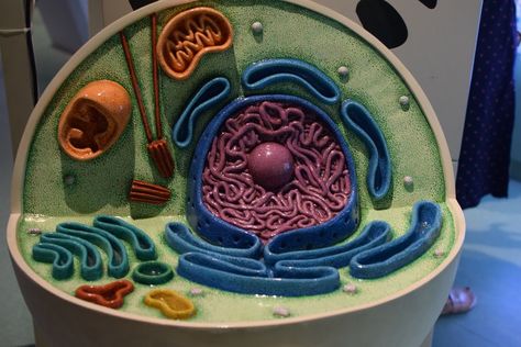 3d Cell Project, Cell Model Project, Animal Cell Project, Cell Project, Human Cell, 3d Cell, Cells Project, Biology Projects, Cell Model