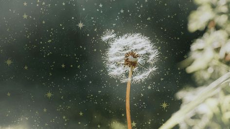 The Spiritual Meaning of a Dandelion Is So Much Deeper Than You Think Dandelion Meaning, Dandelion Wishes, Spirit Communication, White Dandelion, A Dandelion, Dandelion Wish, French Phrases, Dandelion Seed, Psychic Powers