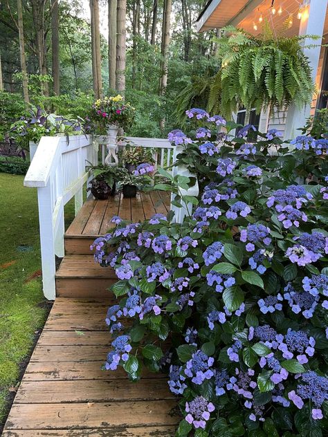 I don’t have the heart to cut it, not just yet. We don’t really need to use the front door, do we? 💙Tuff Stuff mountain hydrangea (Hydrangea serrata). From Gardener Sue, vF 7-24-22 Mountain Hydrangea, Hydrangea Serrata, Pretty Plants, Cut It, Curb Appeal, Stepping Stones, Hydrangea, Front Door, Home And Garden