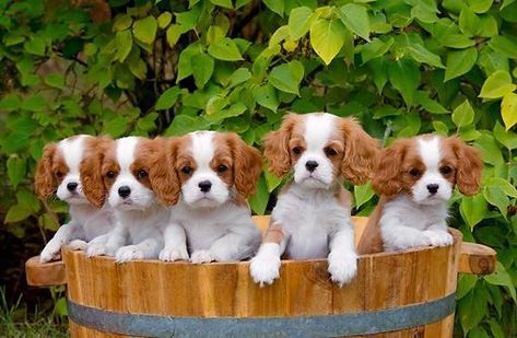 Spaniel Puppies For Sale, King Charles Puppy, Cavalier Puppy, Cavalier King Charles Dog, King Charles Dog, King Charles Cavalier Spaniel Puppy, Pink Puppy, Spaniel Puppies, Puppy Breeds