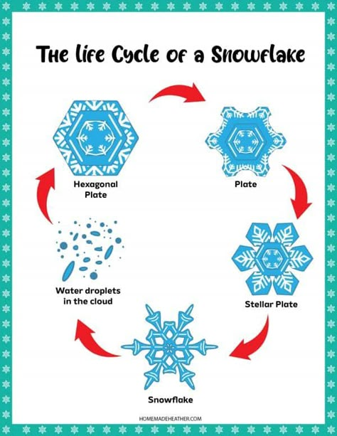 Life Cycle Of Snow, Facts About Snowflakes For Kids, Montessori Snowflake Activities, Life Cycle Of A Snowflake, Types Of Snowflakes, Life Cycle Of A Snowflake Free Printable, Snowflakes Science, Snowflakes For Kids, Snowflake Bentley