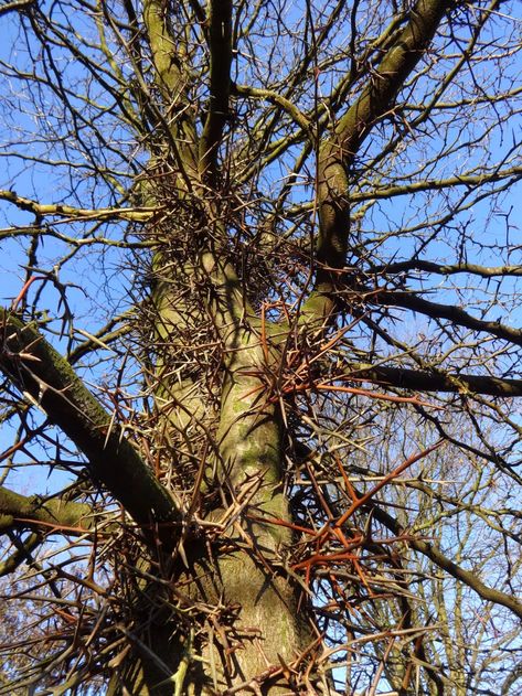 Honey Locust Tree, English Garden Style, African Tree, Nature Room, Honey Locust, Edible Seeds, Medicinal Herb, Planting Plan, Fast Growing Trees