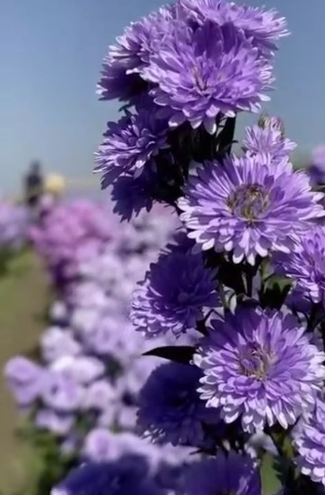 Chrysanthemum Morifolium, Pretty Flowers Pictures, Drinking Games For Parties, Chrysanthemum Flower, Future Ideas, Drinking Games, Flower Pictures, Chrysanthemum, Pretty Flowers