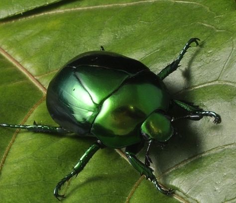 http://themagicfarawayttree.tumblr.com/post/39765614184/metallic-green-beetle Green Scarab Beetle, Green Beetle Aesthetic, Green Bug Aesthetic, Insect Aesthetic, Beetle Aesthetic, Magic Faraway Tree, The Magic Faraway Tree, Green Bug, Faraway Tree