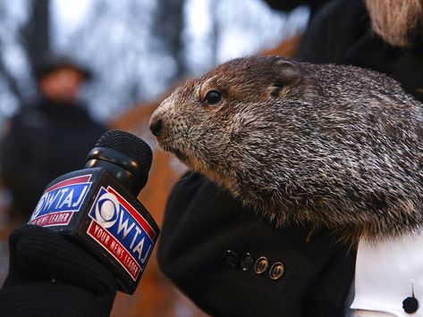 Phil, the groundhog, has been making predictions since 1887, though they have not always been right Winter Hair Care, Punxsutawney Phil, Winter Tyres, Worst Day, Groundhog Day, The Weather Channel, First Humans, Winter Hairstyles, Early Spring